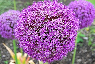 Alliums