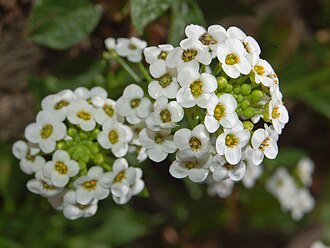 Sweet alyssum