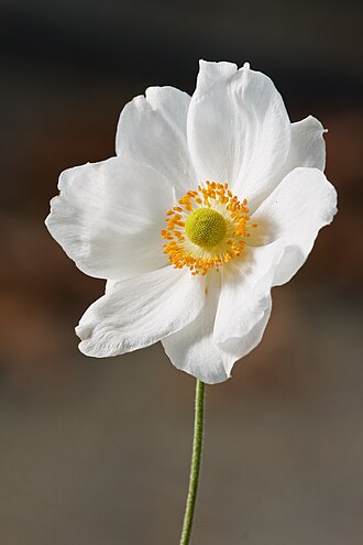 Japanese anemone