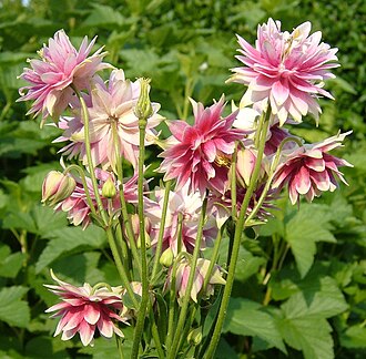 Granny's bonnets (aquilegia)