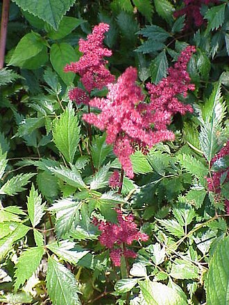 Astilbes