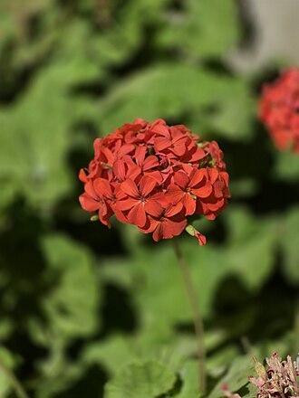 Bedding geraniums