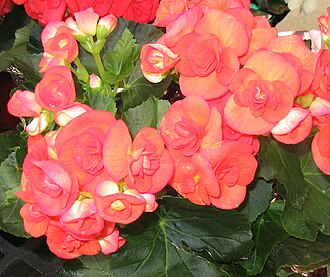 Begonias