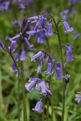 English bluebells