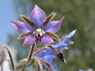 Borage
