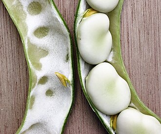 Broad beans