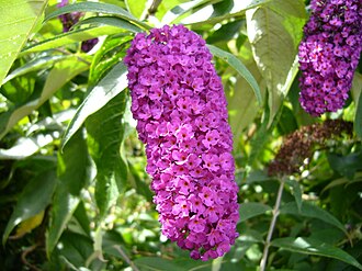 Buddleja (butterfly bush)