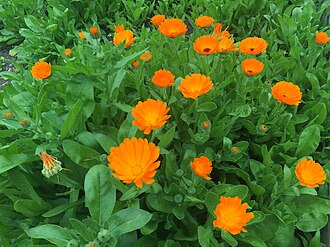 Calendula (pot marigold)