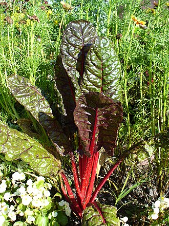Swiss chard