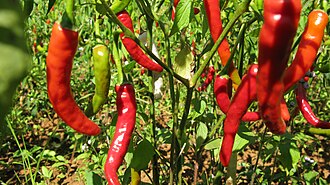 Chillies
