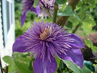 Clematis