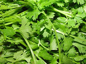 Coriander