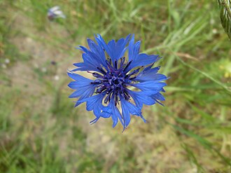 Cornflowers