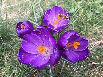 Crocuses