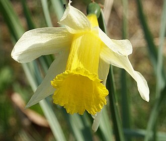 Daffodils
