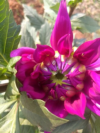 Dahlias