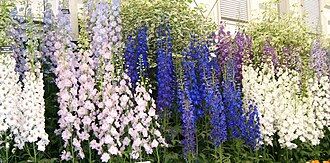 Delphiniums