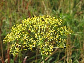 Dill