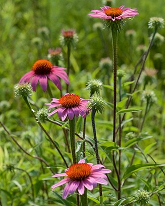 Coneflowers (echinacea)