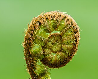 Ferns