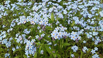 Forget-me-nots