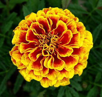 French marigolds