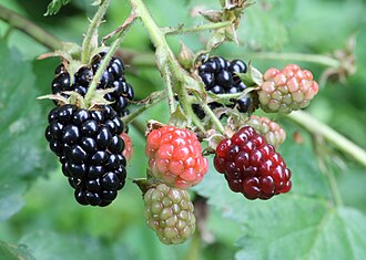 Blackberry (thornless)