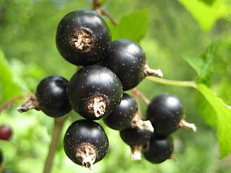 Blackcurrant