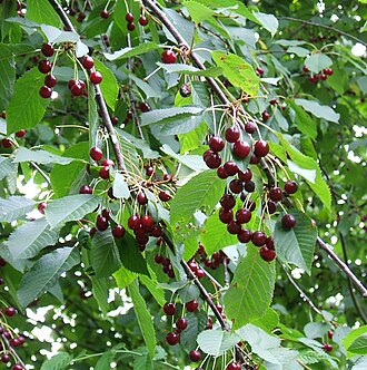 Cherry
