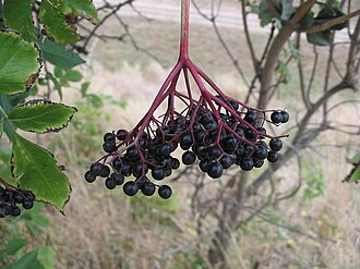 Elder