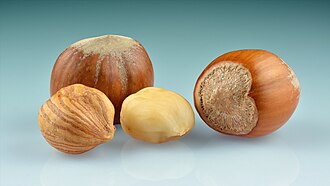 Hazelnut / cobnut
