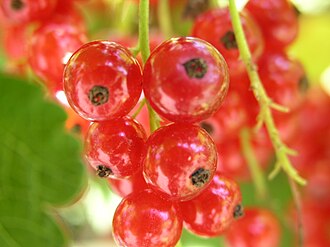 Red or white currant