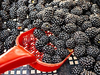 Blackberry 'Waldo'