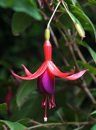 Hardy fuchsia