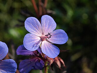 Hardy geranium 'Rozanne'