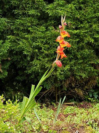 Gladioli