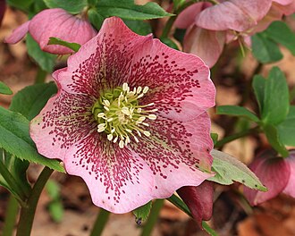 Hellebores