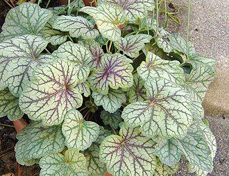Heucheras