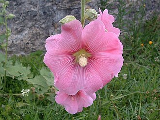 Hollyhocks