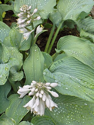 Hostas