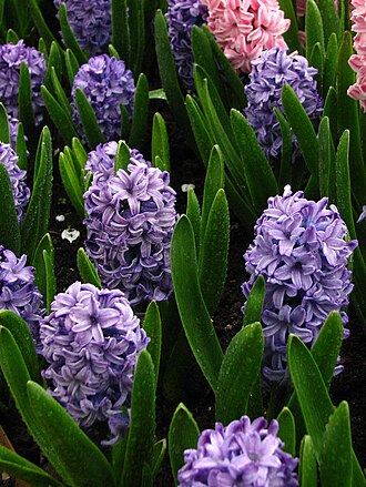 Hyacinths