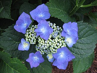 Hydrangea