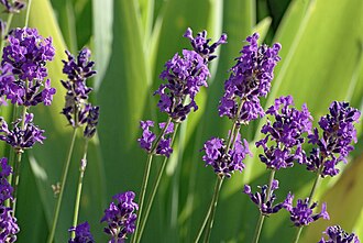Lavender