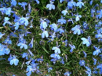 Trailing lobelia