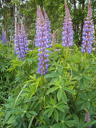 Lupins