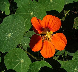 Nasturtiums