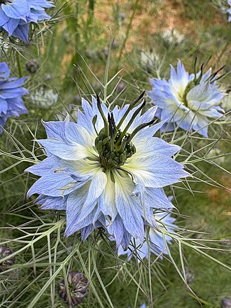 Love-in-a-mist
