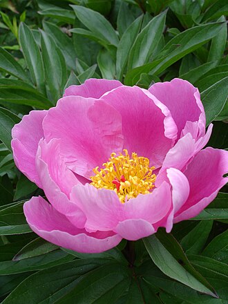 Peonies