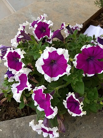 Petunias