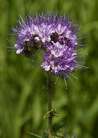 Phacelia